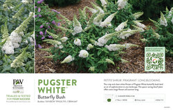 Buddleia Pugster White® (Butterfly Bush) 11x7" Variety Benchcard