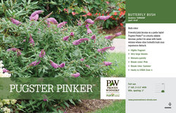 Dark pink flowers on Pugster Pinker butterfly bush.