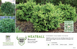 Buxus Neatball® (Boxwood) 11x7" Variety Benchcard