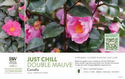 Camellia Just Chill™ Double Mauve 11x7" Variety Benchcard