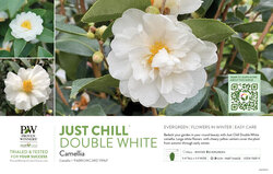 Camellia Just Chill™ Double White 11x7" Variety Benchcard