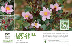 Camellia Just Chill Red Tip™ 11x7" Variety Benchcard