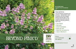 Quirky pink flowers on Beyond Pink'd bluebeard.