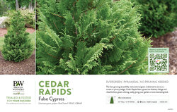 Chamaecyparis Cedar Rapids™ (False Cypress) 11x7" Variety Benchcard