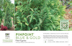 Chamaecyparis Pinpoint® Blue & Gold (False Cypress) 11x7" Variety Benchcard