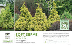Chamaecyparis Soft Serve® Gold (False Cypress) 11x7" Variety Benchcard