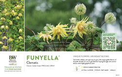 Clematis Funyella® 11x7" Variety Benchcard