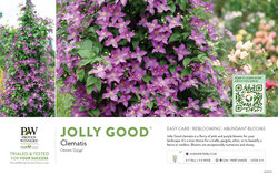 Clematis Jolly Good™ 11x7" Variety Benchcard