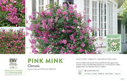 Clematis Pink Mink® 11x7" Variety Benchcard