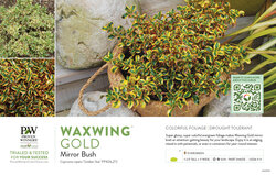 Coprosma Waxwing® Gold (Mirror Bush) 11x7" Variety Benchcard