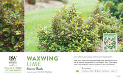 Coprosma Waxwing® Lime (Mirror Bush) 11x7" Variety Benchcard