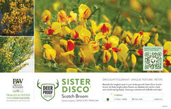 Cytisus Sister Disco® (Scotch Broom) 11x7" Variety Benchcard