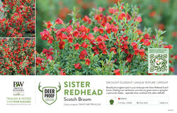 Cytisus Sister Redhead® (Scotch Broom) 11x7" Variety Benchcard