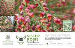 Cytisus Sister Rosie® (Scotch Broom) 11x7" Variety Benchcard