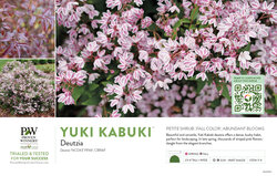 Deutzia Yuki Kabuki™ 11x7" Variety Benchcard