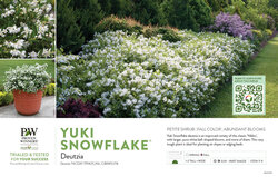 Deutzia Yuki Snowflake® 11x7" Variety Benchcard