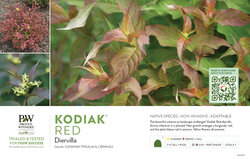 Diervilla Kodiak® Red (Diervilla) 11x7" Variety Benchcard