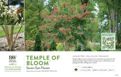 Heptacodium Temple of Bloom® (Seven-son flower) 11x7" Variety Benchcard