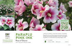 Hibiscus Paraplu Pink Ink® (Rose of Sharon) 11x7" Variety Benchcard