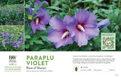 Hibiscus Paraplu Violet® (Rose of Sharon) 11x7" Variety Benchcard