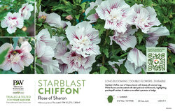 Hibiscus Starblast Chiffon® (Rose of Sharon) 11x7" Variety Benchcard