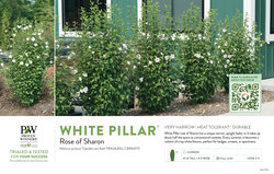 Hibiscus White Pillar® (Rose of Sharon) 11x7" Variety Benchcard