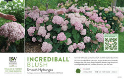 Hydrangea Incrediball® Blush (Smooth Hydrangea) 11x7" Variety Benchcard