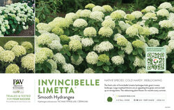 Hydrangea Invincibelle Limetta® (Smooth Hydrangea) 11x7" Variety Benchcard