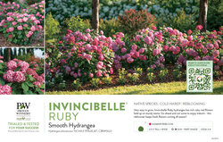 Hydrangea Invincibelle® Ruby (Smooth Hydrangea) 11x7" Variety Benchcard