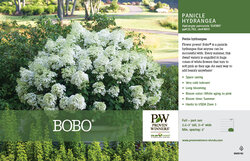 Hydrangea Bobo® covered in blooms in the garden.