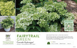 Hydrangea Fairytrail™ Green (Cascade Hydrangea®) 11x7" Variety Benchcard