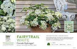 Hydrangea Fairytrail™ White (Cascade Hydrangea®) 11x7" Variety Benchcard
