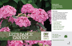 Hydrangea Let's Dance Can Do!™ (Bigleaf Hydrangea) 11x7" Variety Benchcard