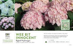 Hydrangea Wee Bit Innocent™ (Bigleaf Hydrangea) 11x7" Variety Benchcard