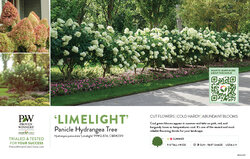 Hydrangea Tree Form 'Limelight' (Panicle Hydrangea) 11x7" Variety Benchcard