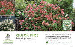 Hydrangea Quick Fire® (Panicle Hydrangea) 11x7" Variety Benchcard