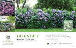 Hydrangea Tuff Stuff™ (Mountain Hydrangea) 11x7" Variety Benchcard