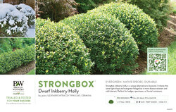 Ilex Strongbox® (Inkberry Holly) 11x7" Variety Benchcard