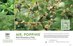 Ilex Mr. Poppins® (Winterberry Holly) 11x7" Variety Benchcard