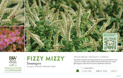 Itea Fizzy Mizzy® (Sweetspire) 11x7" Variety Benchcard