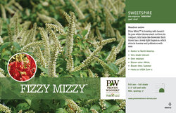 Itea Fizzy Mizzy Benchcard