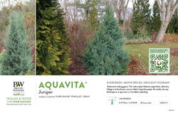 Juniperus Aquavita® (Juniper) 11x7" Variety Benchcard