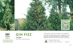 Juniperus Gin Fizz® (Juniper) 11x7" Variety Benchcard