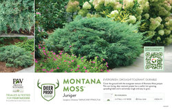 Juniperus Montana Moss® (Juniper) 11x7" Variety Benchcard