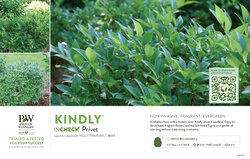 Ligustrum Kindly® (Privet) 11x7" Variety Benchcard