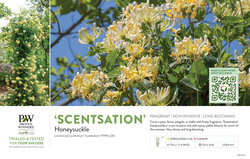 Lonicera 'Scentsation' (Honeysuckle) 11x7" Variety Benchcard