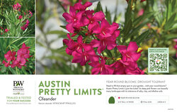 Nerium Austin Pretty Limits® (Oleander) 11x7" Variety Benchcard