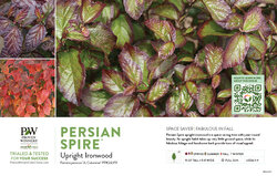 Parrotia Persian Spire™ (Ironwood) 11x7" Variety Benchcard