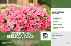 Petunia Supertunia® Bermuda Beach™ 11x7