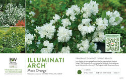 Philadelphus Illuminati Arch® (Mock Orange) 11x7" Variety Benchcard